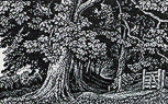PhippsWoodEdge